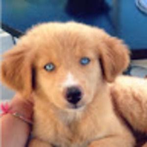 Meet your Posher, Stella